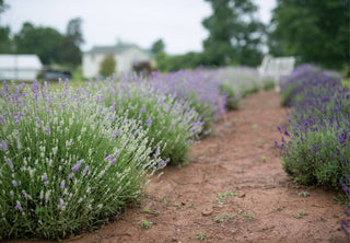 The Romance of French Lavender By Jennifer Byerton of Wine & Country Life