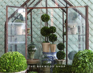 The Boxwood Shop