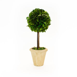 Mills Floral Preserved Boxwood 16" Single Ball Topiary Tree 23537