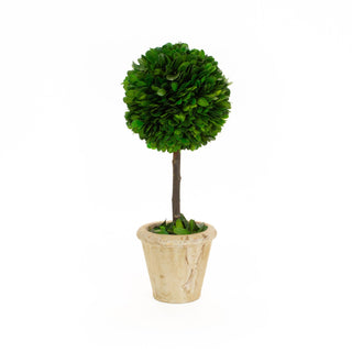 Mills Floral Preserved Boxwood 12" Single Ball Topiary Tree 23538