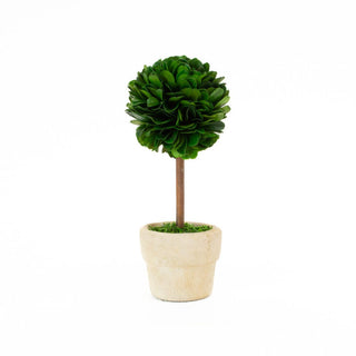 Mills Floral Preserved Boxwood Mini 6" Topiary Trees - Set of 4 23540X4