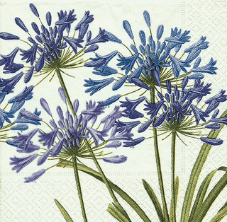 Caspari Agapanthus  Napkin Box Cocktail - 40 per box 5370B
