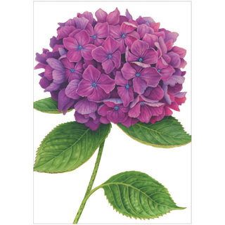 Caspari Hydrangeas Assorted Notes 8 In 86609.46