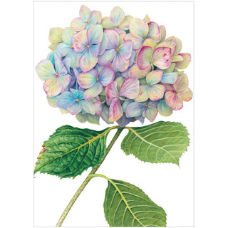 Caspari Hydrangeas Assorted Notes 8 In 86609.46
