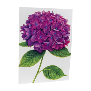 Caspari Hydrangeas Assorted Notes 8 In 86609.46