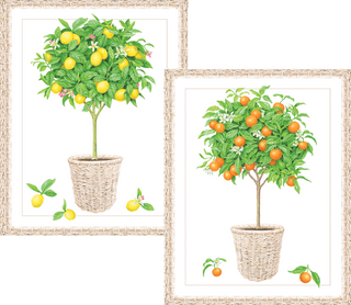 Caspari Citrus Topiaries Embossed Asst A Sz Note 10-In Embossed 92611.46A