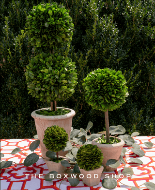 Decorative topiary plants in pots on a table with a 'The Boxwood Shop' logo.