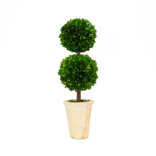 Mills Floral Preserved Boxwood 20" Double Ball Topiary Tree