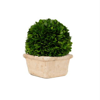 Mills Floral Preserved Boxwood Ball in Square Pot - 8"