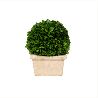 Mills Floral Preserved Boxwood Ball in Square Pot - 8"