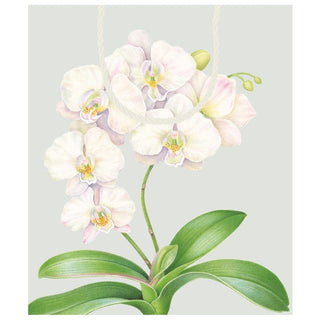 Caspari White Orchid Large Gift Bag - 1 Each 10026B7