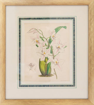 Prints Charming Soho Joseph Paxton (1803–1865) Lithograph, Odontoglossum nobile 14600