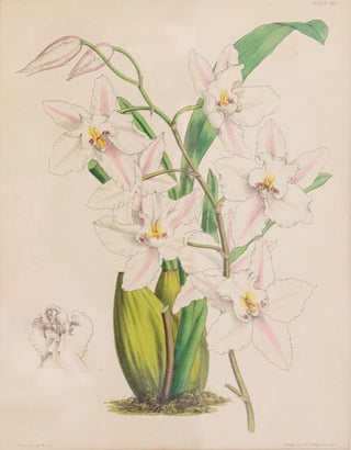 Prints Charming Soho Joseph Paxton (1803–1865) Lithograph, Odontoglossum nobile 14600