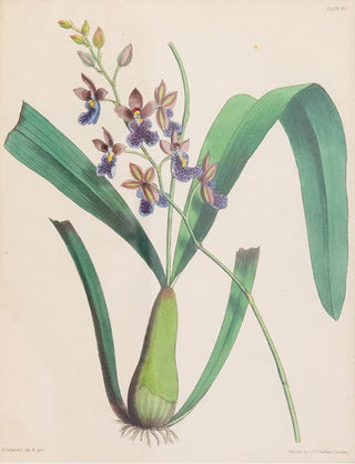 Prints Charming Soho Joseph Paxton (1803–1865) Lithograph, Caucaea olivacea 14601