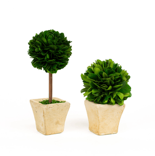Mills Floral Mini Preserved Boxwood Topiary Set 151211