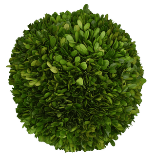 Mills Floral Preserved Boxwood Ball- 10" 23539