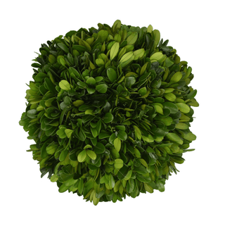Mills Floral Preserved Boxwood Ball- 6" 664118014795