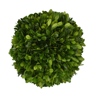 Mills Floral Preserved Boxwood Ball- 8" 664118017840